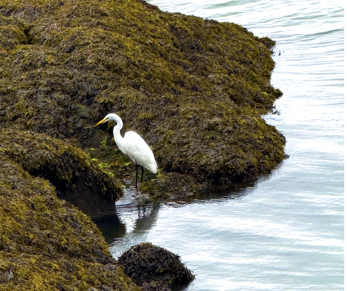 Today’s Photo: Horseshoe Harbor Visitor