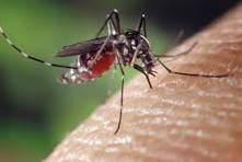 Update: NYS Comptroller’s Office Slams Mam’k Mosquito Claims